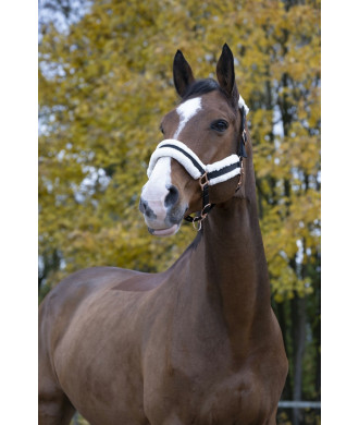 Licol NORTON confort
