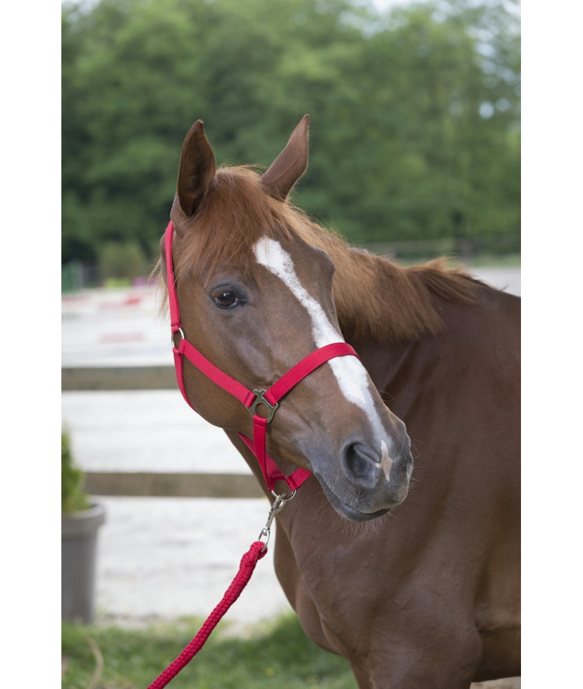 Licol + longe Riding World rouge cheval
