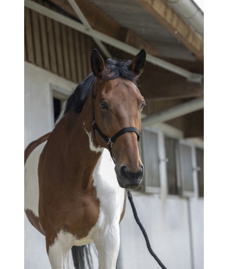 Licol + Longe Poney  RIDING WORLD Club