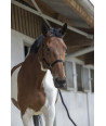 Licol + Longe Poney  RIDING WORLD Club